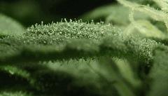 DSCF1066