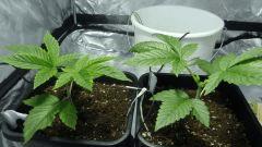 http://www.cannaweed.com/topic/183958-feuilles-tach%C3%A9es-jaunes-c20/#entry3734659