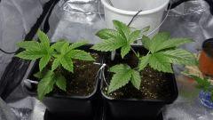 http://www.cannaweed.com/topic/183958-feuilles-tach%C3%A9es-jaunes-c20/#entry3734659