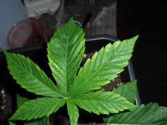 http://www.cannaweed.com/topic/183958-feuilles-tach%C3%A9es-jaunes-c20/#entry3734659