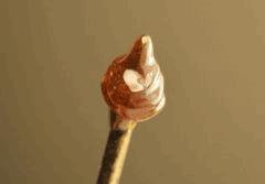 Shatter BHO Miss U Jack