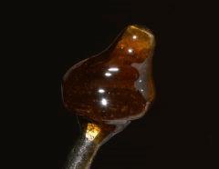 Extractions