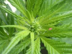 CannaBouch