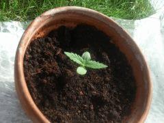 White Widow AutoFlo CRO+4 Plant 3