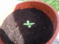 White Widow AutoFlo CRO+4 Plant 2