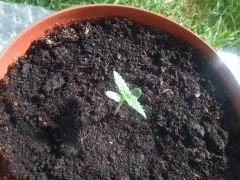 White Widow AutoFlo CRO+4 Plant 4