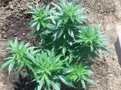 3semaine en pleine terre ( sous mini serre)