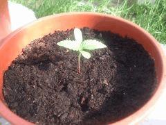 White Widow AutoFlo CRO+4 Plant 1