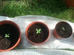 White Widow AutoFlo CRO+4