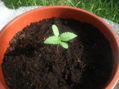 White Widow AutoFlo CRO+4 Plant 1