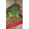 super skunk