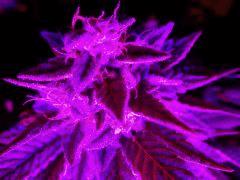 OGkushUnderLed