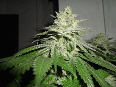 ApexOGkush