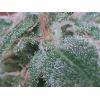 Trichomes skunk