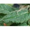 Trichome