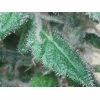 Trichomes skunk