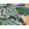 Trichomes skunk
