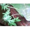 Trichome
