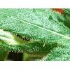 Trichome