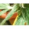 Trichome