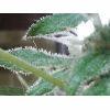 Trichomes skunk
