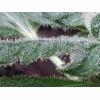 Trichomes skunk