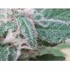 Trichomes skunk
