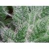 Trichome