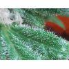 Trichome