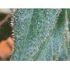 Trichome