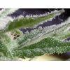 Trichome