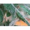 Trichomes skunk