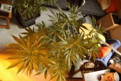 Blue Dream #2