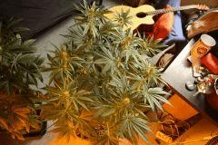 Blue Dream #3