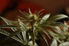 Blue Dream #3 bud