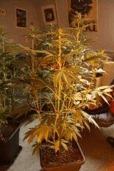 Blue Dream #1 2