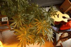 Blue Dream #1