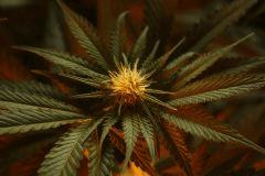 Bubba kush bud