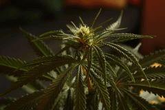 Blue Dream #1 bud