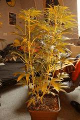 Blue Dream #3 2