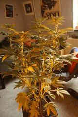 Bubba kush 2
