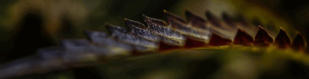 gallery_741085_3707_22375.jpg