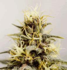 DSC8552
