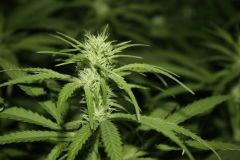 Macro 1 blue dream