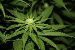Macro 2 Bubba