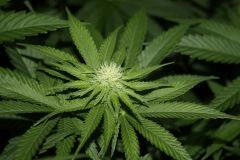 macro 1 Bubba