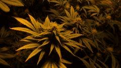 Klashnikova de chez greenhouse seeds