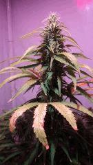 chronic flo+35