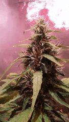CHRONIC flo+46