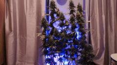 Amnesia FLO+63